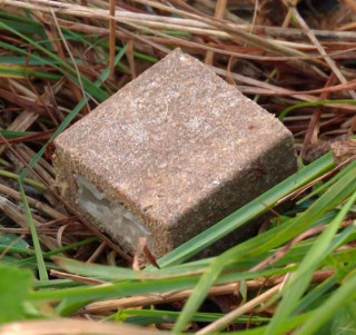 Протягом жовтня-листопада в Одеській області проходитиме кампанія з пероральної імунізації диких м’ясоїдних тварин проти сказу