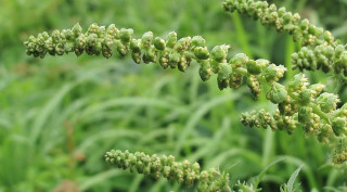 Амброзія полинолиста – небезпечний для людини та довкілля бур’ян