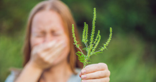 Небезпечна рослина – алерген амброзія полинолиста 