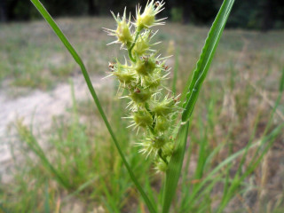 Ценхрус довгоголковий – небезпечний карантинний бур’ян!